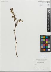 Foto von Salix myrsinifolia Salisb.